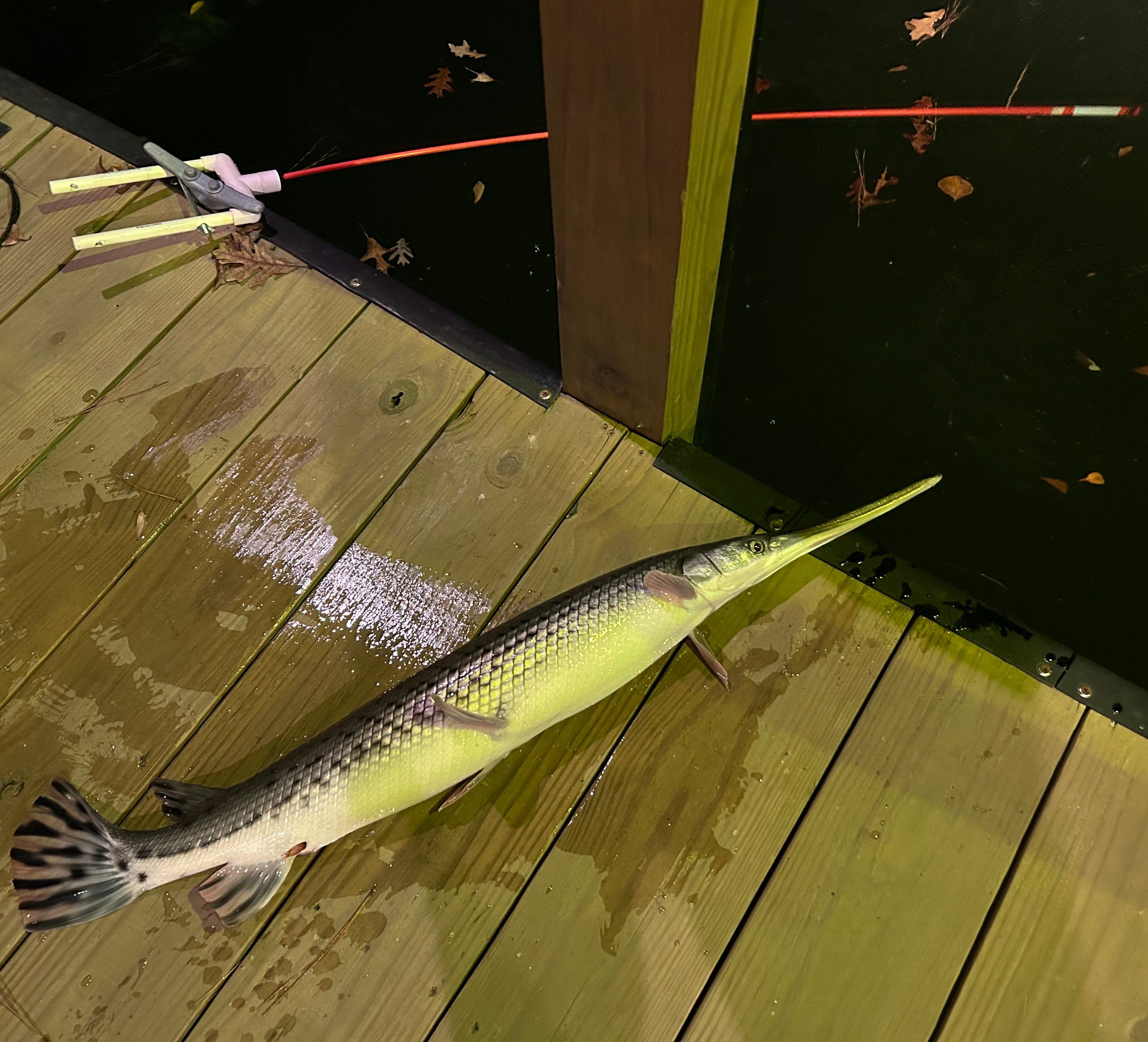 Gar fish caught on FishFry Stick on the dock.
