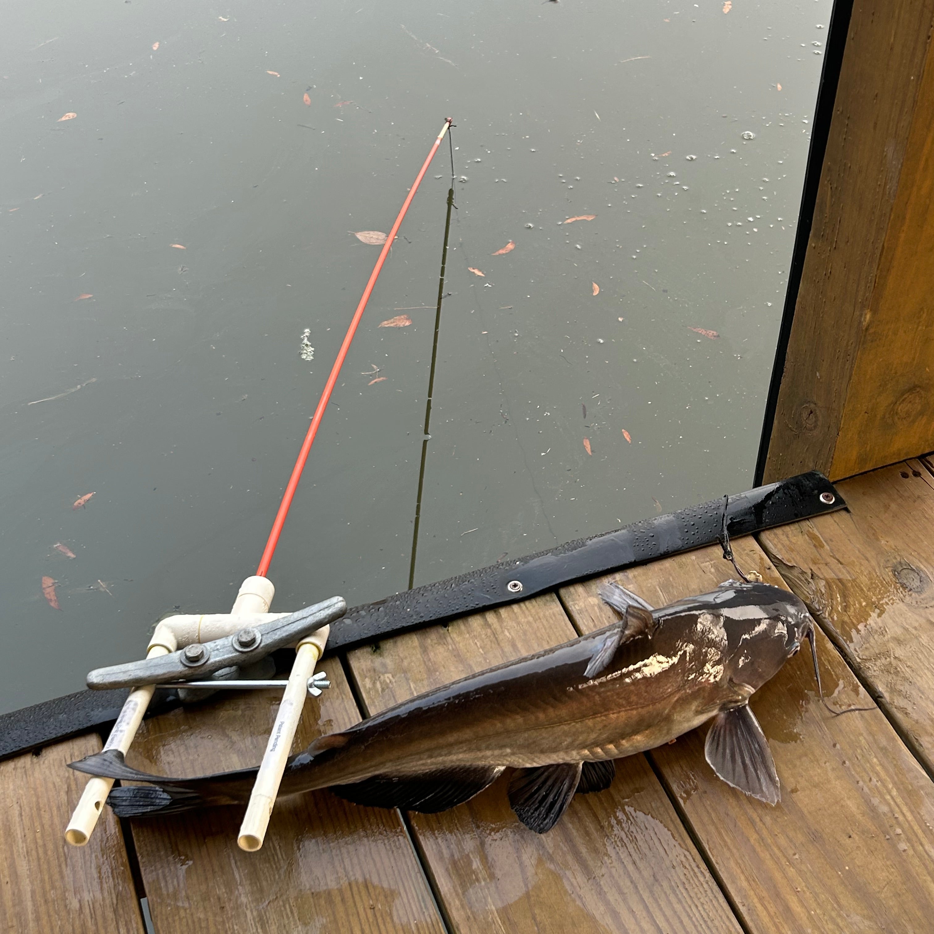 Fish caught on a FishFry Stick